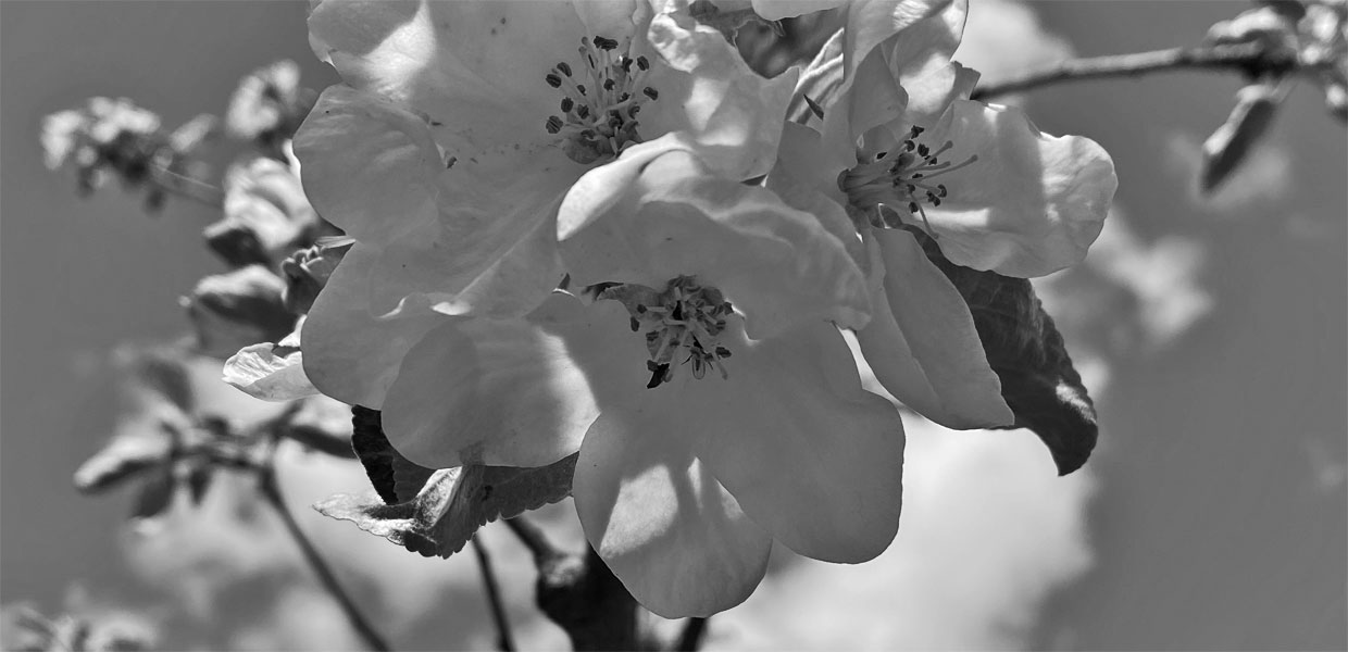 Apfelblüte - Wald im Pinzgau